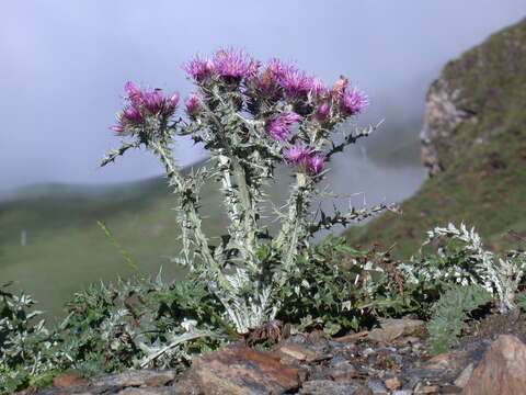 صورة Carduus carlinoides Gouan