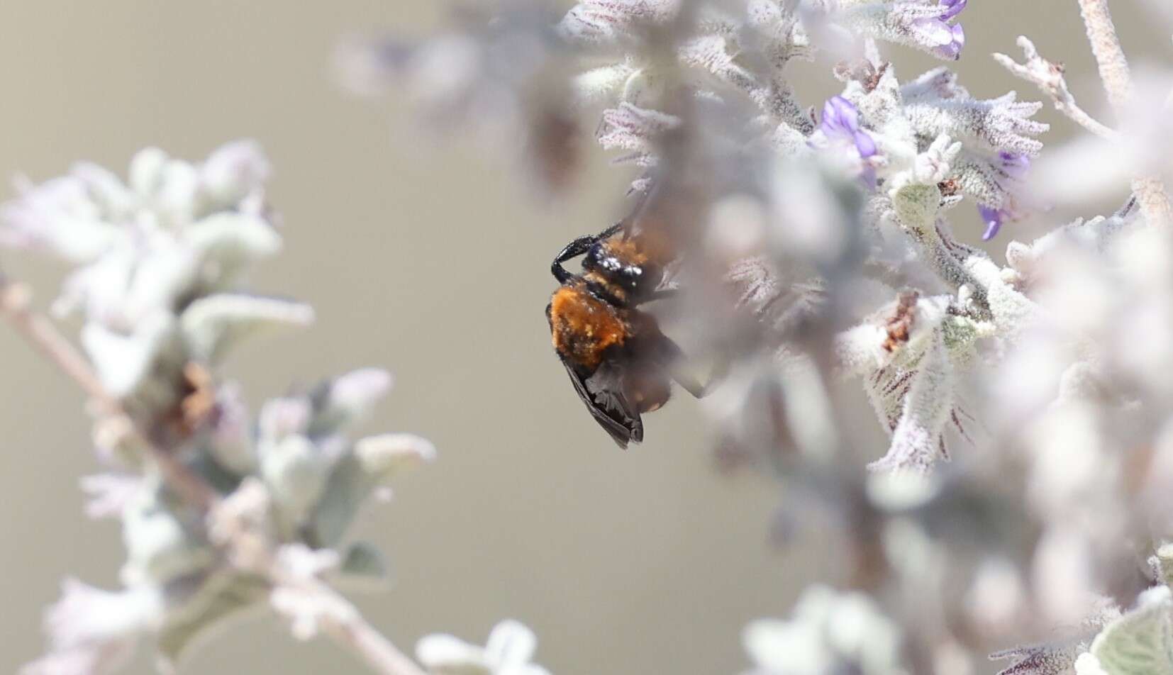 صورة Brachymelecta larreae (Cockerell 1900)