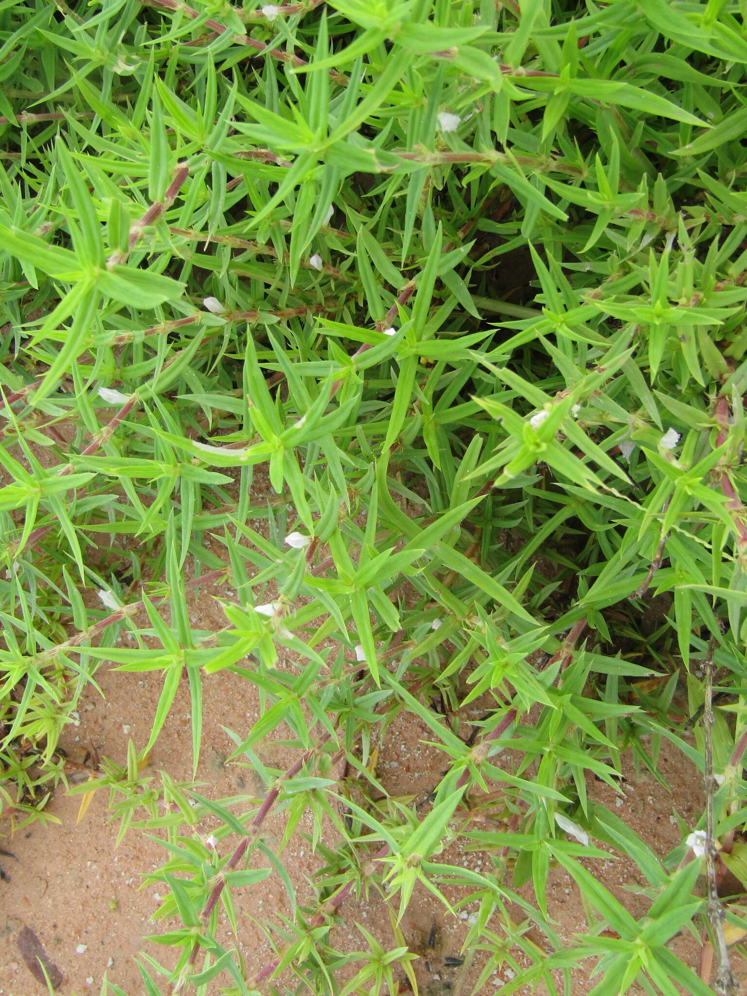 Image of stiff buttonweed