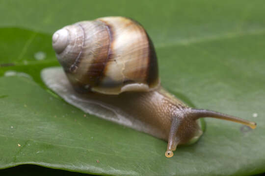 Image of Amphidromus inversus (Müller 1774)