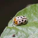 Image of Eurypedus peltoides Boheman 1854