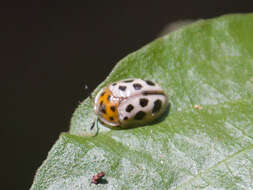 Слика од Eurypedus peltoides Boheman 1854