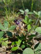 Psoralea hypogaea Torr. & A. Gray resmi