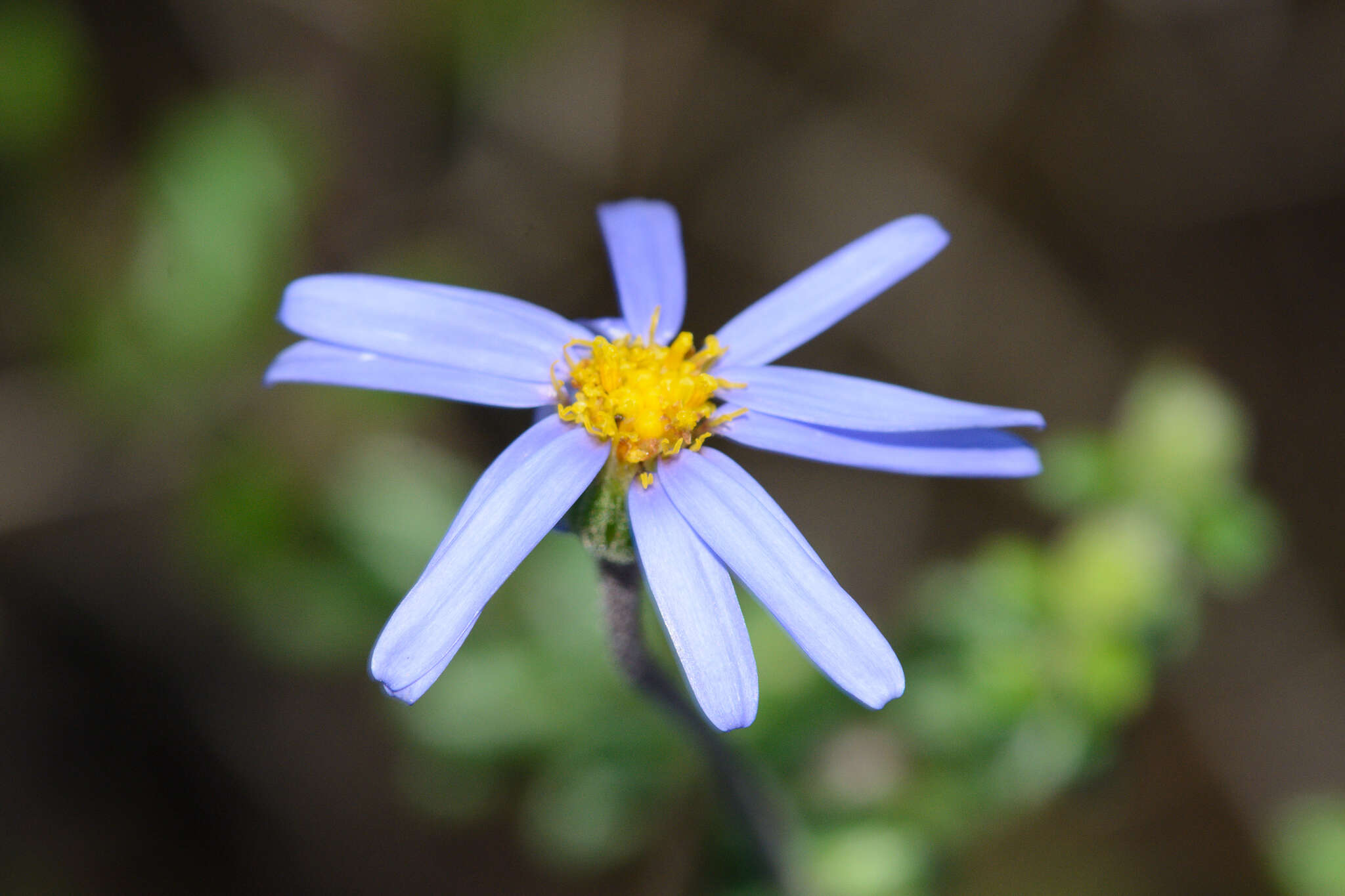 Image of Blue aster