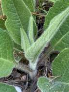 Image de Silphium mohrii Small