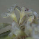 Image of naked buckwheat