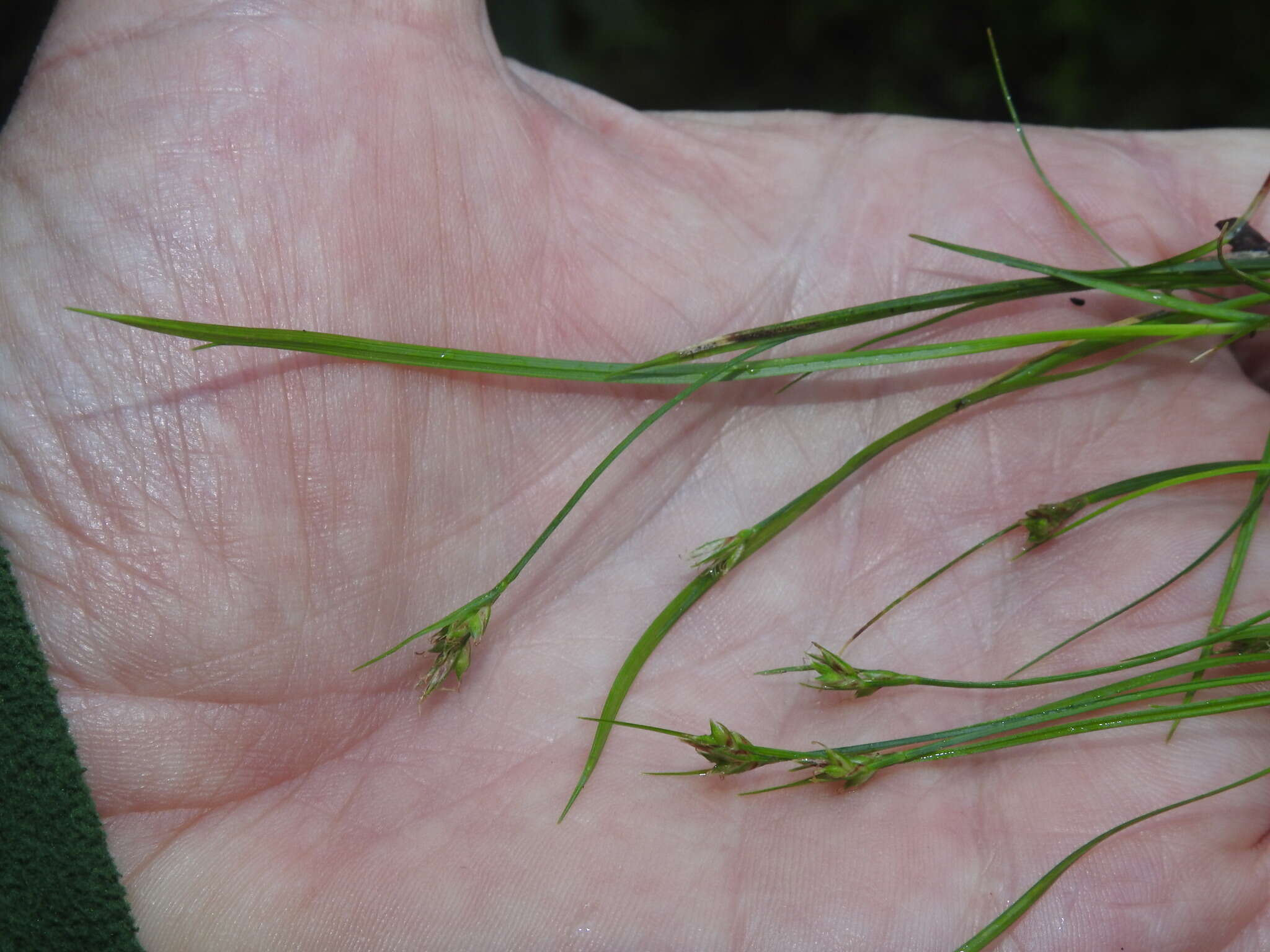 Image of northern sedge