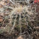 Image of Echinocereus engelmannii subsp. magnursensis