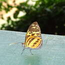 Imagem de Tithorea harmonia pseudethra Butler 1873