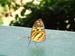 Imagem de Tithorea harmonia pseudethra Butler 1873