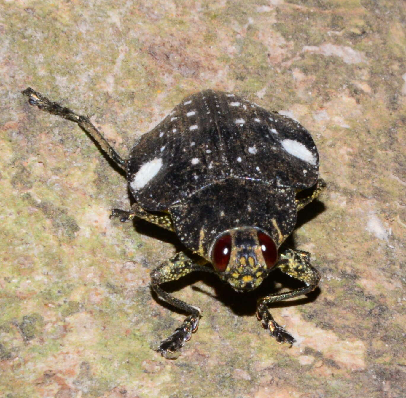 Image of Polybothris auropicta (Laporte & Gory 1836)