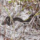 Image of Bitis atropos atropos (Linnaeus 1758)