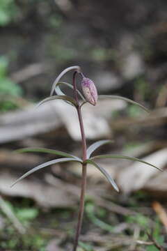 Fritillaria maximowiczii Freyn resmi