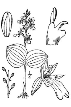 Image of broadlipped twayblade