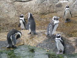 Image of African Penguin