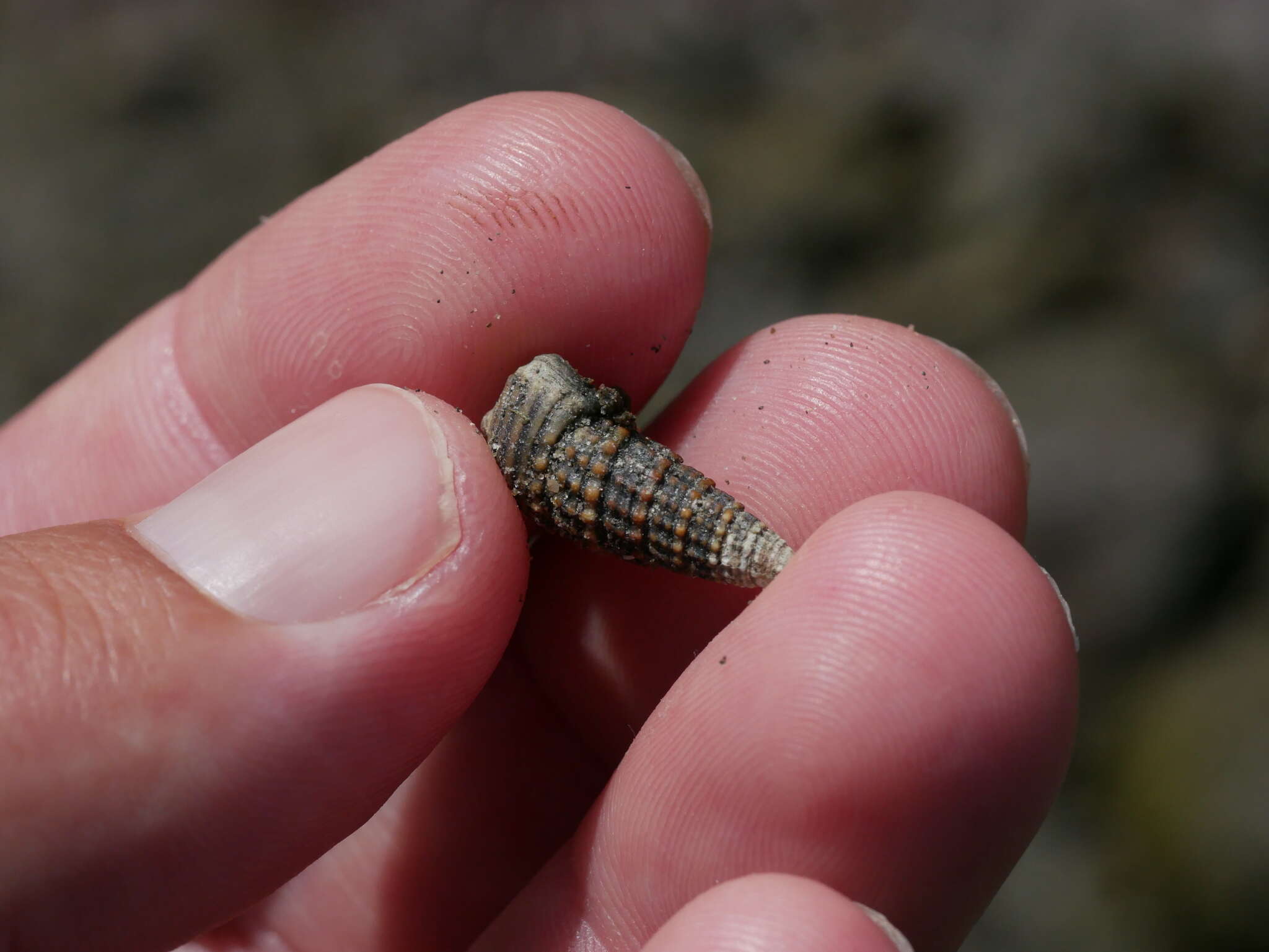 Image of girdled horn shell