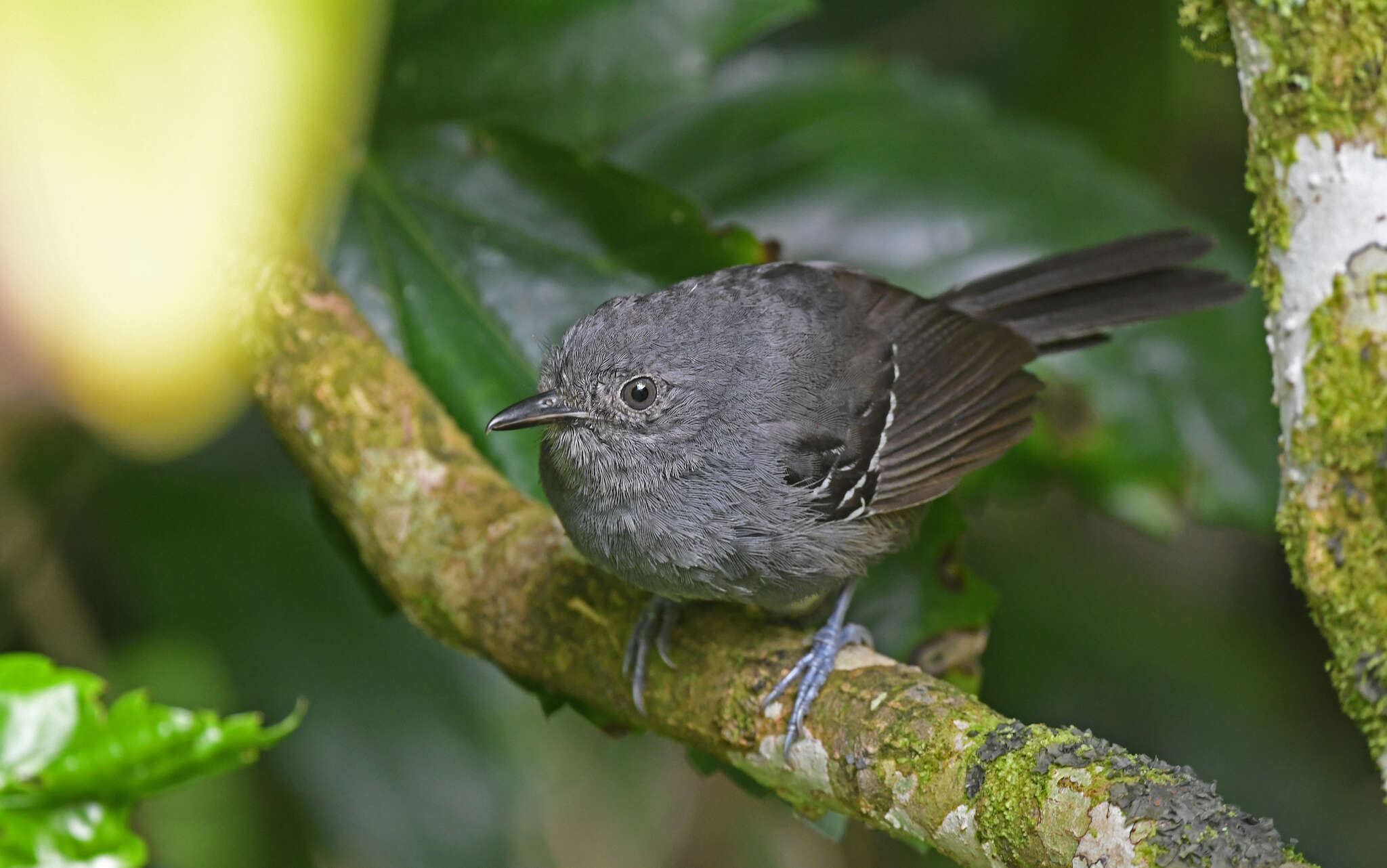 Image of Parker's Antbird