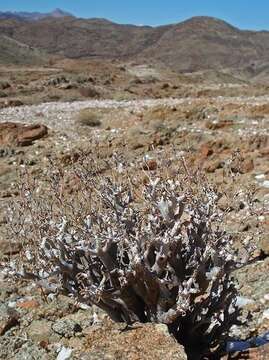 Tylecodon hallii (H. Tölken) H. Tölken resmi