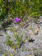 Image of Purple enamel orchid