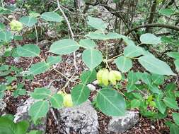 Image of Staphylea pringlei S. Wats.