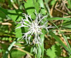 Image de Centaurea napulifera Rochel