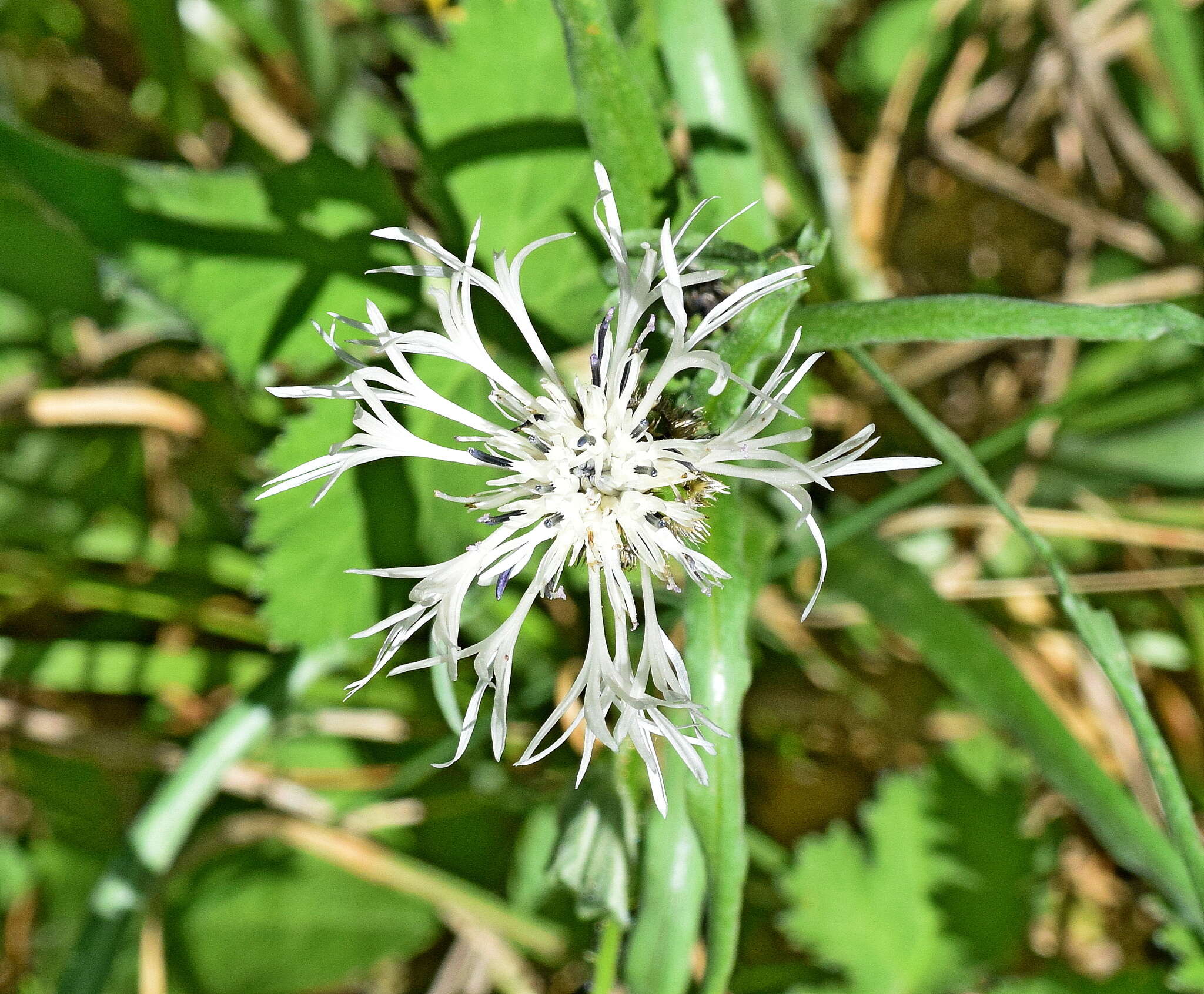 Image de Centaurea napulifera Rochel