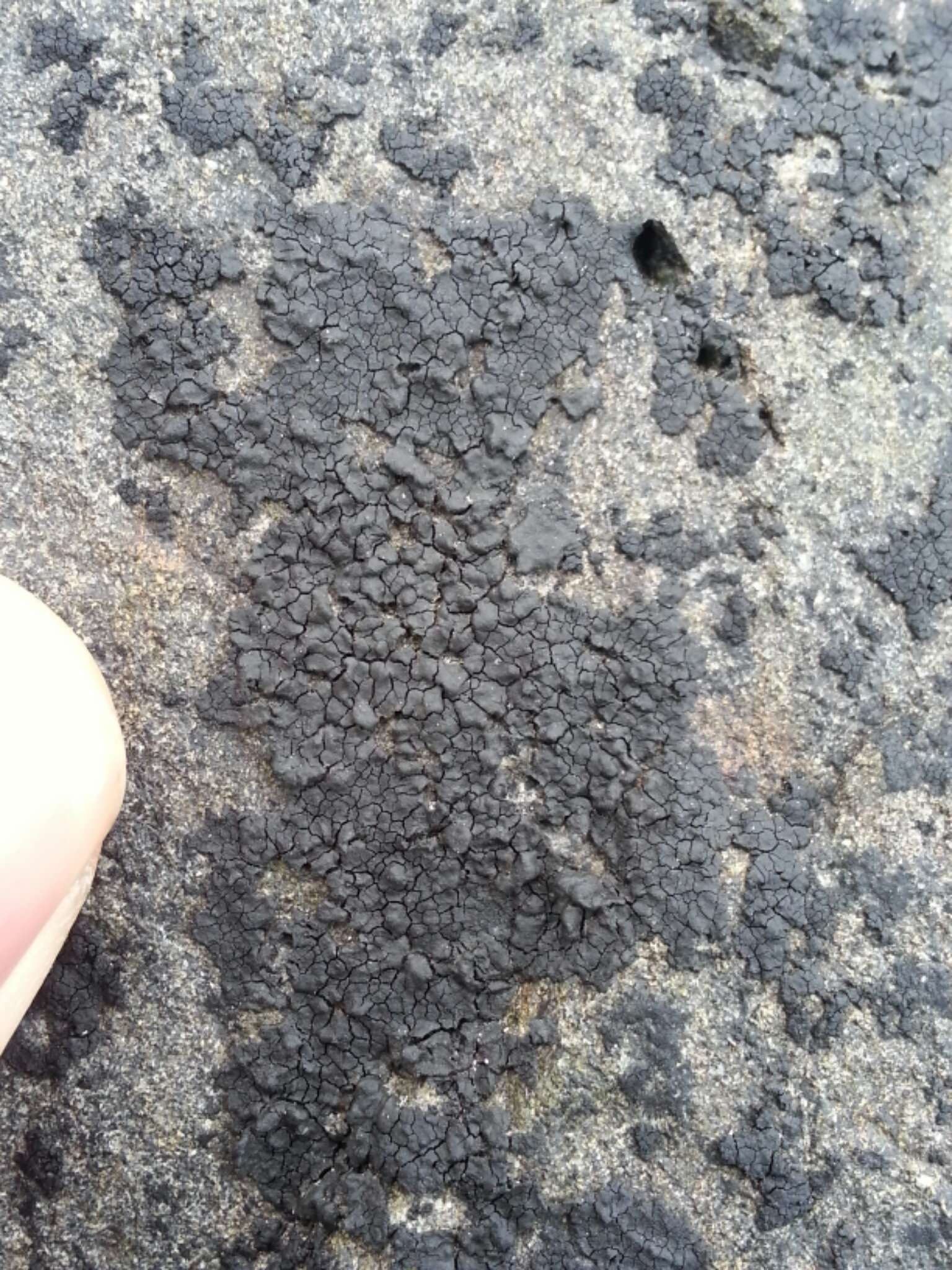 Image of Sea Star Lichen
