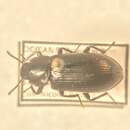 Image of Neatus tenebrioides (Palisot de Beauvois 1812)