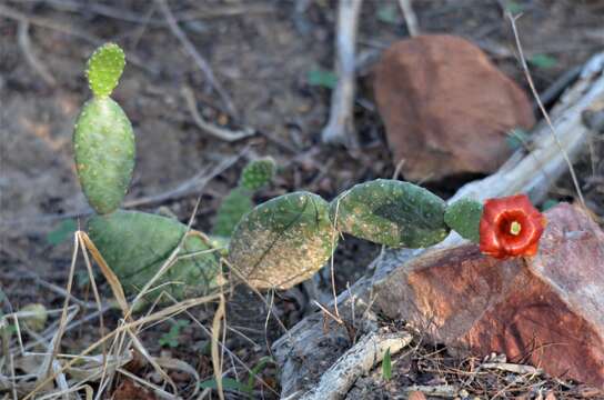 Tacinga inamoena (K. Schum.) N. P. Taylor & Stuppy resmi