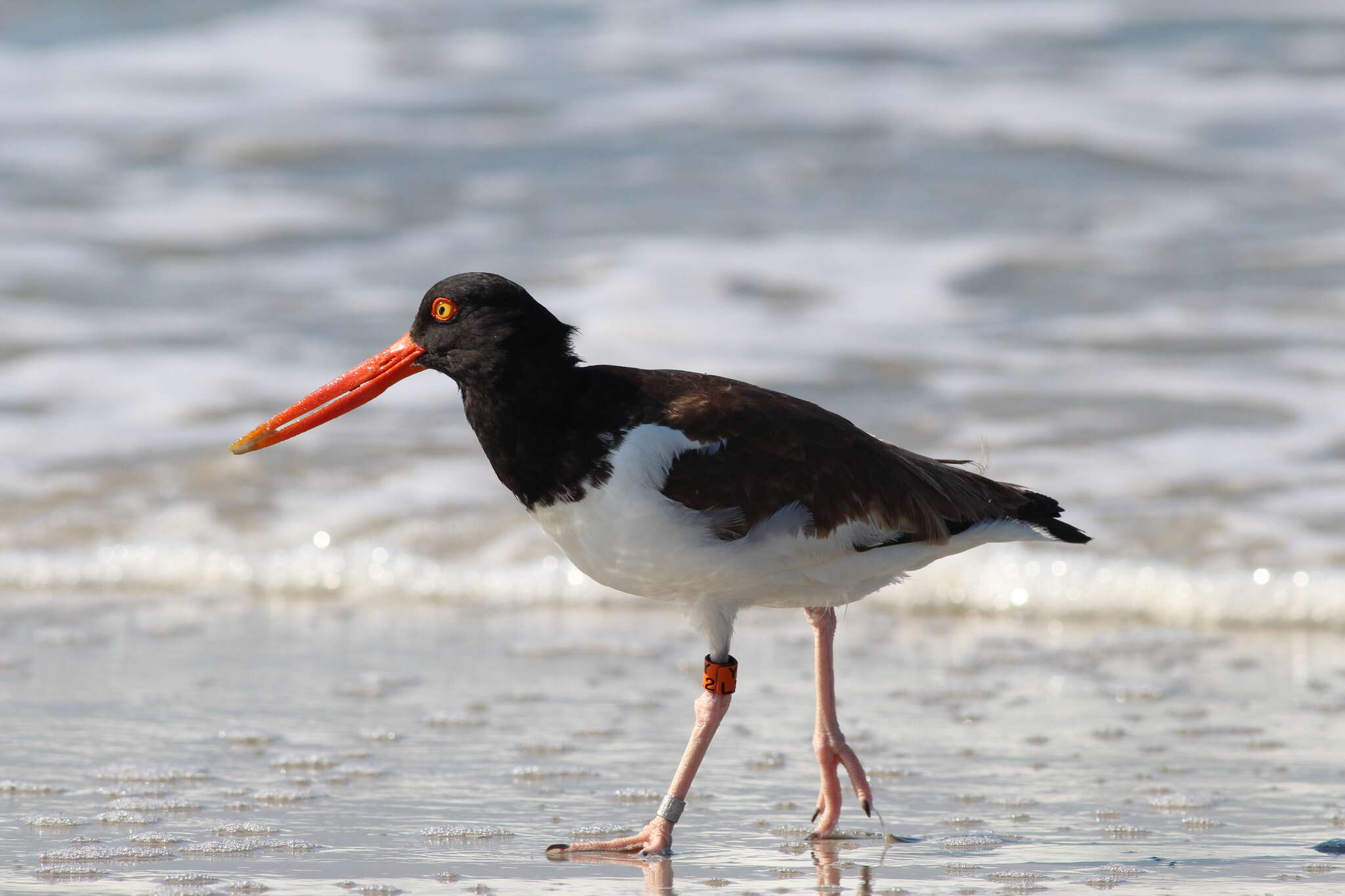 Image of Haematopus palliatus palliatus Temminck 1820