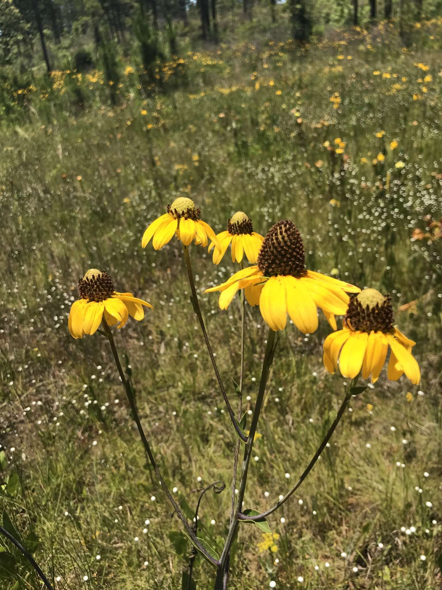 Image of roughleaf coneflower