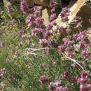 Image of Salvia hydrangea DC. ex Benth.