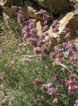 Image of Salvia hydrangea DC. ex Benth.