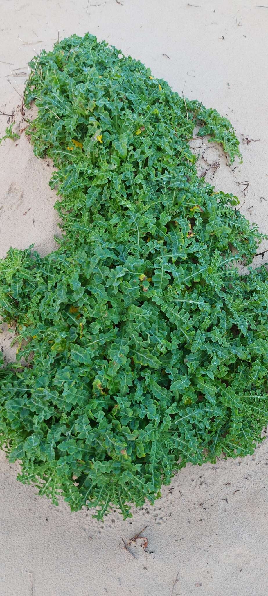 Sonchus megalocarpus (Hook. fil.) J. Black resmi