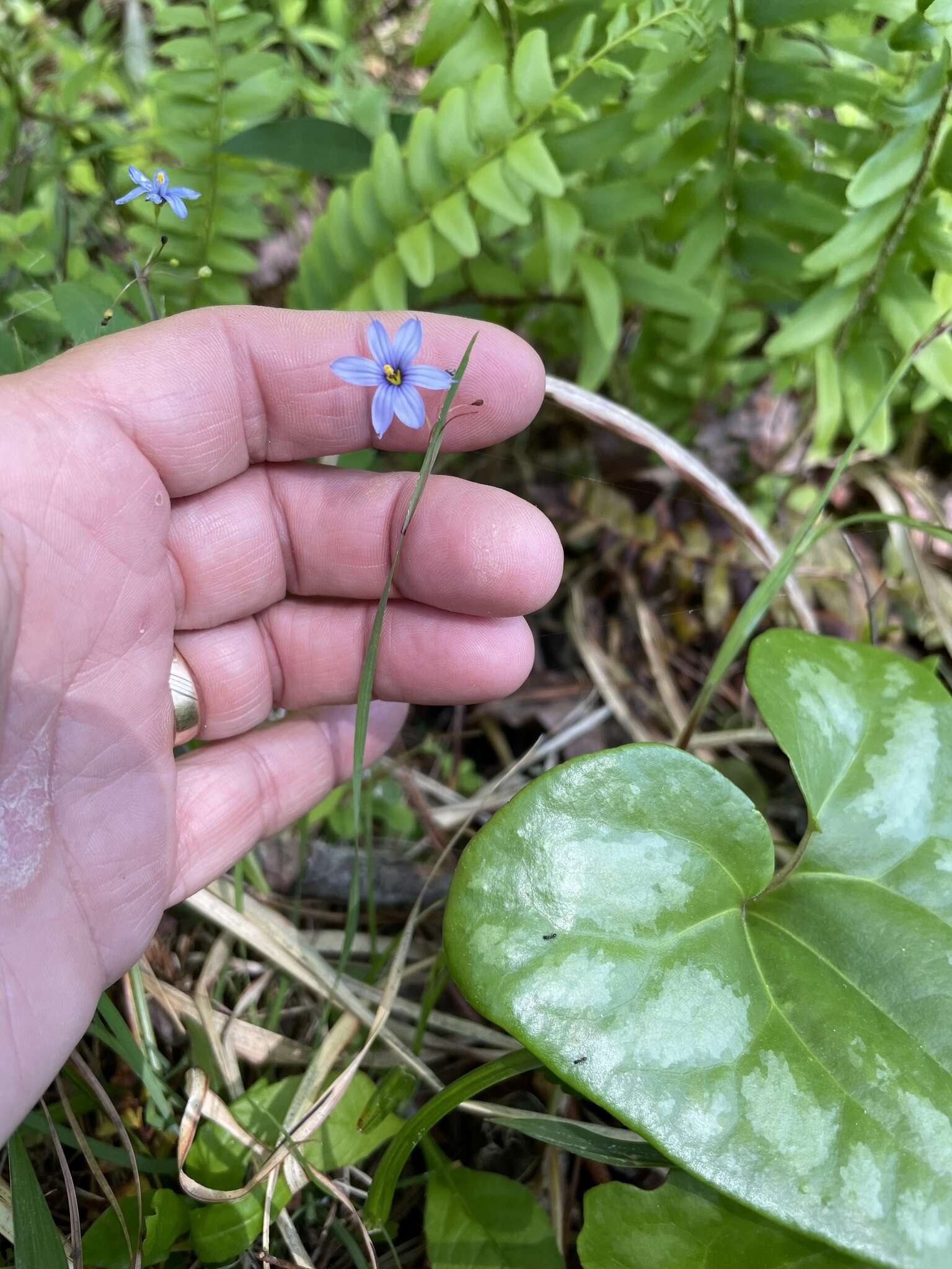 Image of Needle-Tip Blue-Eyed-Grass