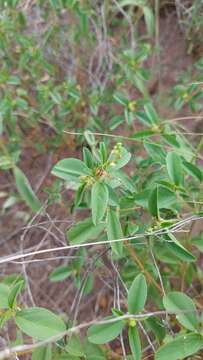 Слика од Croton ovalifolius Vahl