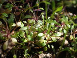 Image of Oval Shepherd's Purse