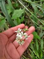 Image of Texas crownbeard