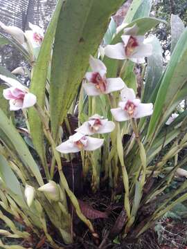 Imagem de Maxillaria amesiana Mast.