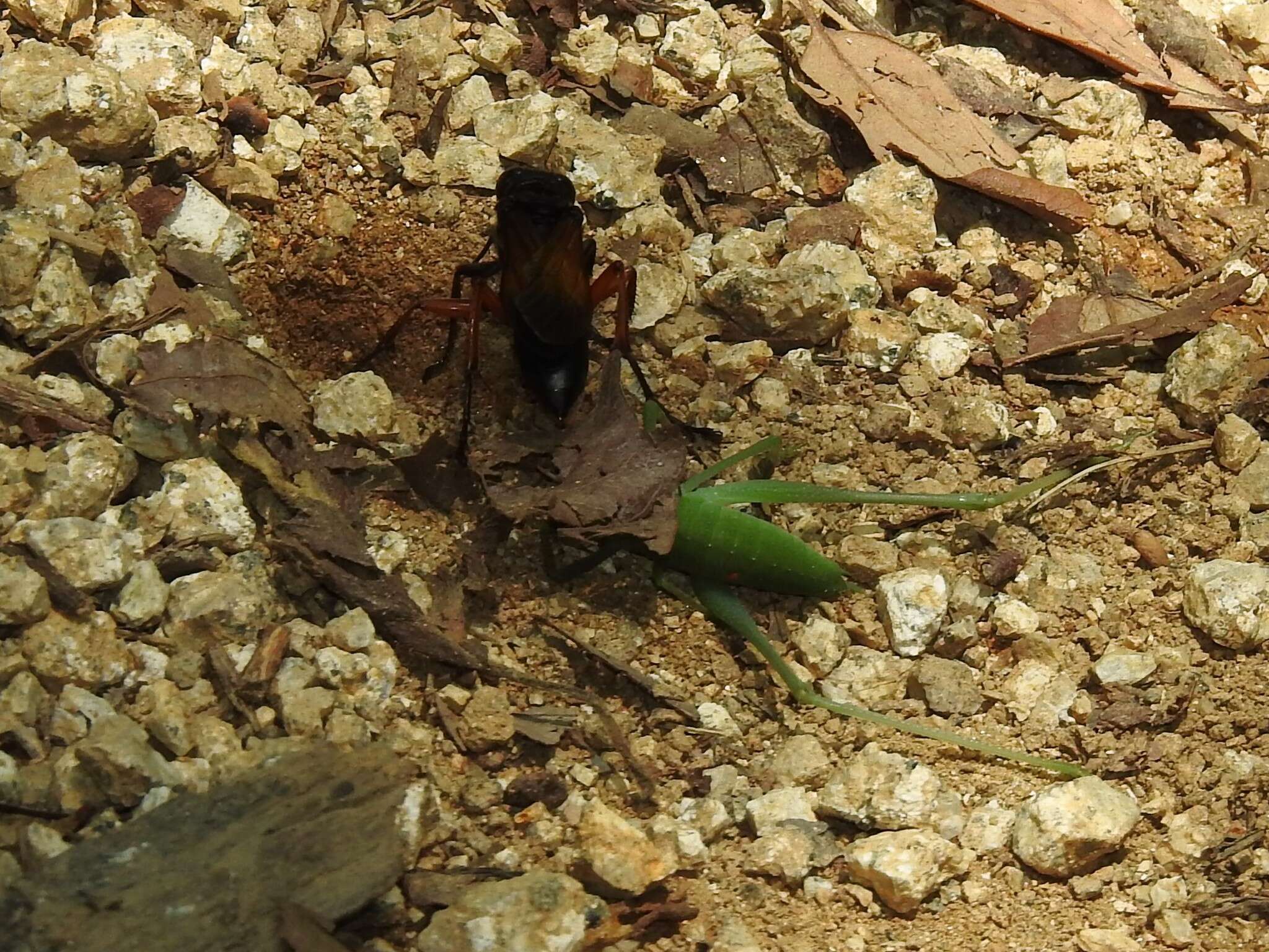 Image of Sphex subtruncatus Dahlbom 1843