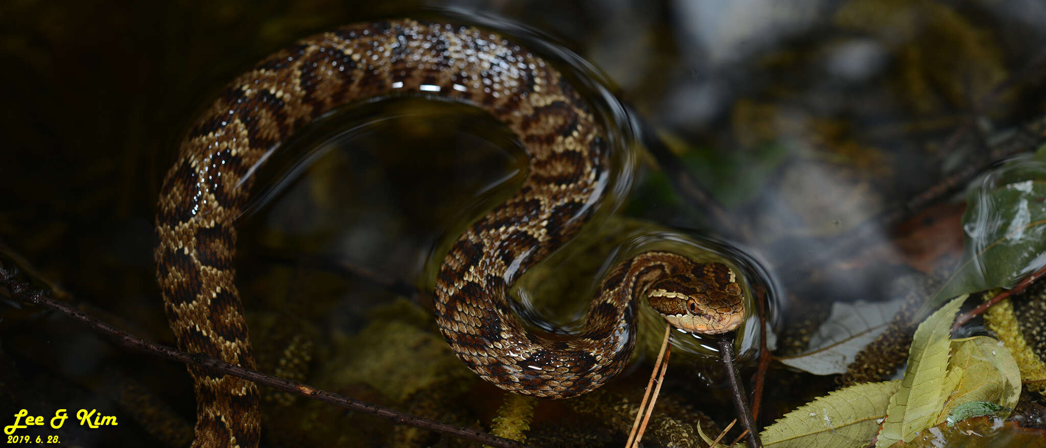 Image of Gloydius tsushimaensis (Isogawa, Moriya & Mitsui 1994)