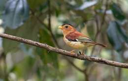 Image of Black-capped Piprites