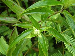 Image of Hedyotis fruticosa L.