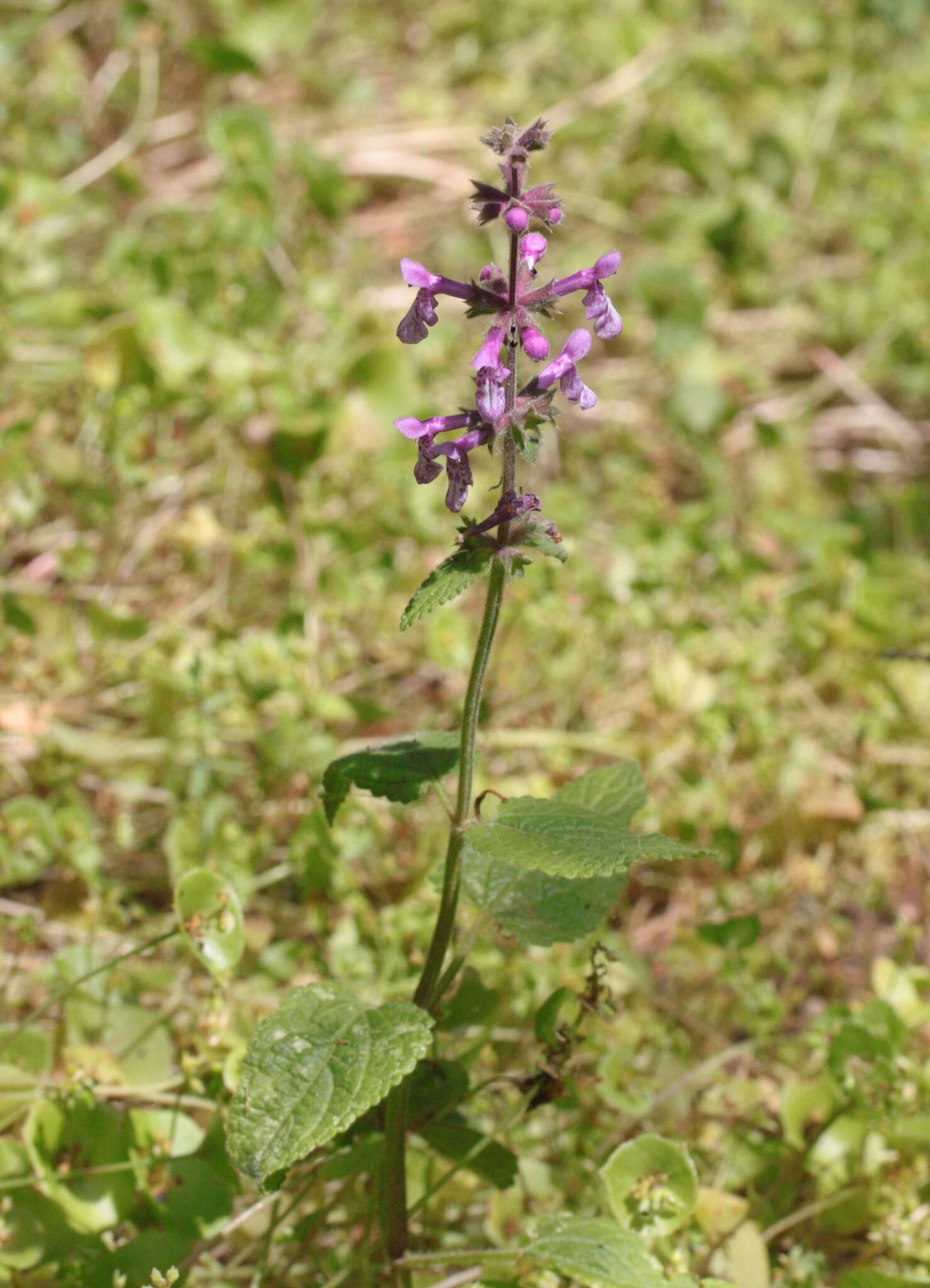 Stachys bullata Benth. resmi