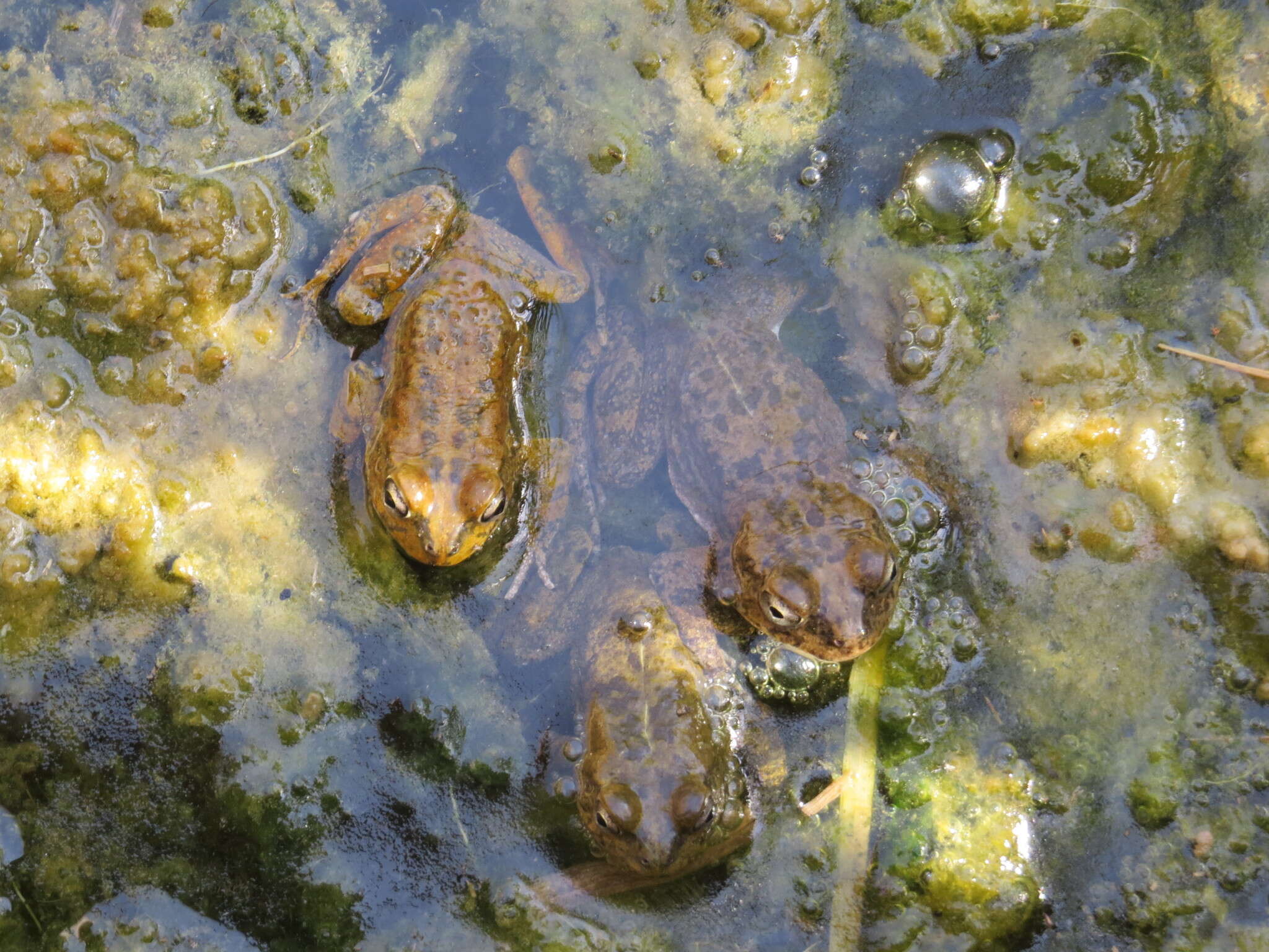 Image of Arabian toad