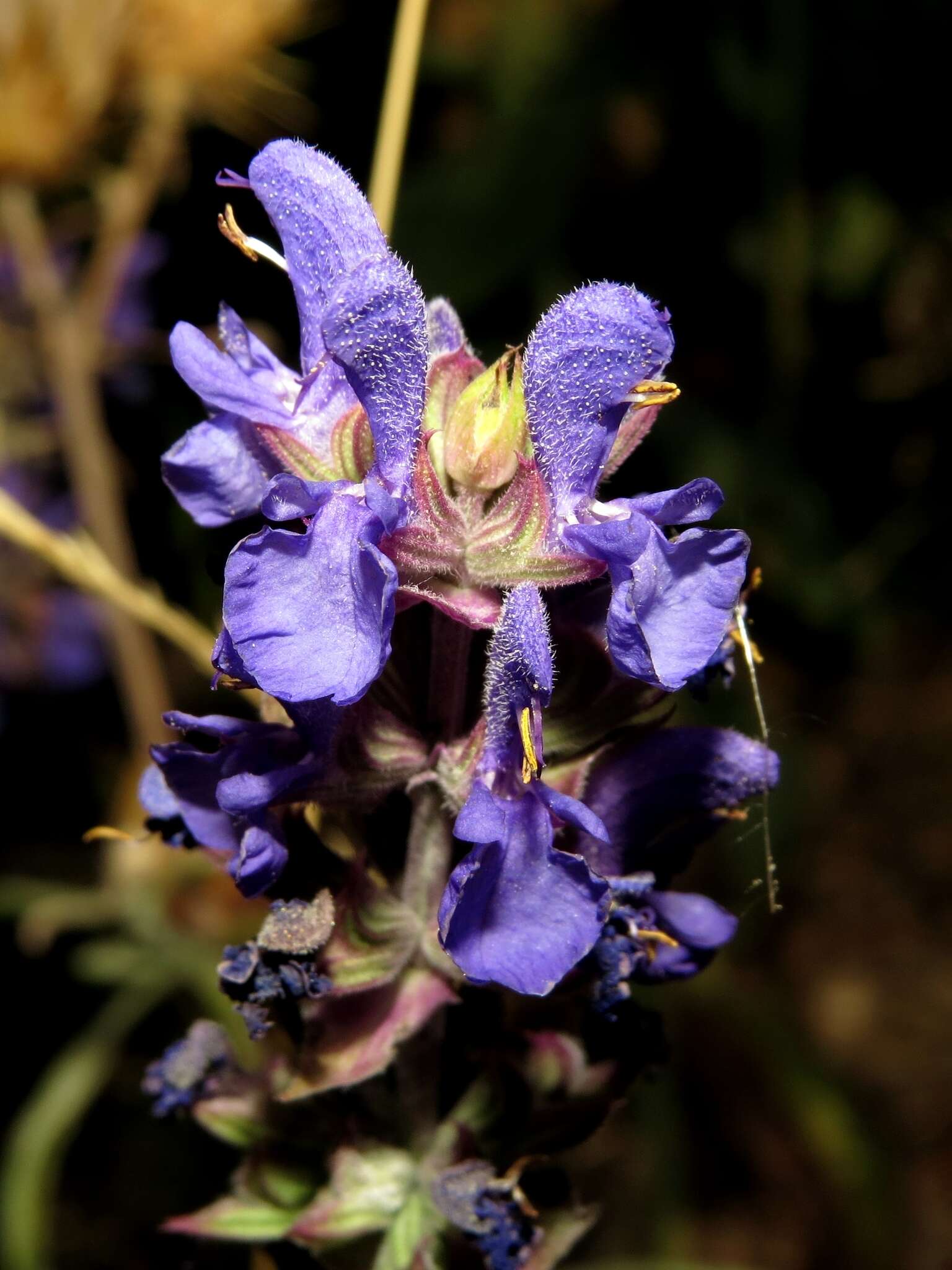 Imagem de Salvia nemorosa subsp. pseudosylvestris (Stapf) Bornm.