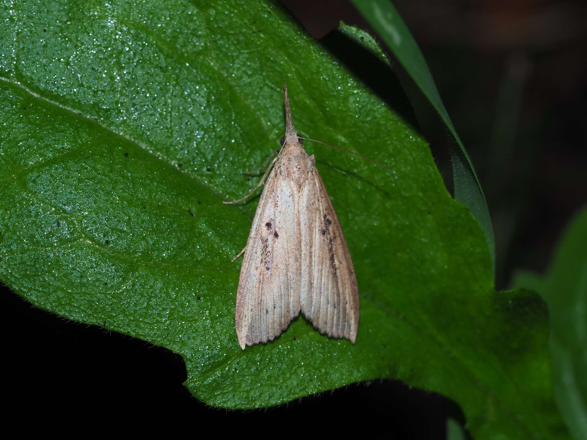 Image of Hypena longipennis Walker 1865