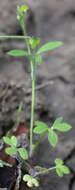 Image of delicate buttercup