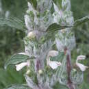 Image of Phlomoides kirghisorum Adylov, Kamelin & Makhm.