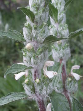 Image of Phlomoides kirghisorum Adylov, Kamelin & Makhm.